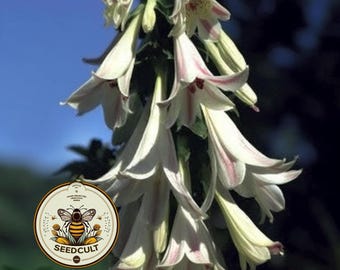 NEW! Giant Heartleaf Lily Seeds, Cardiocrinum Cordatum var Glehnii, CI9120