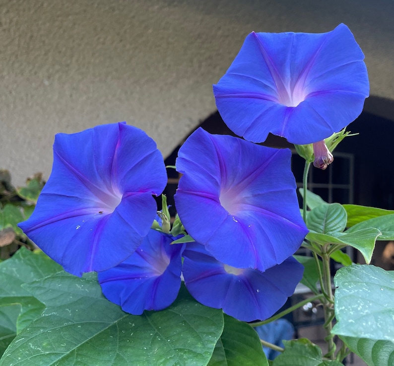 May include: Four blue morning glory flowers with white centers are blooming on a green vine. The flowers are in various stages of bloom, with some fully open and others still closed.