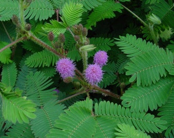 Semillas de Mimosa 'Native Sunshine', sustituto de césped, planta sensible, Mimosa strigillosa, Mimosa rosa, planta tímida, cubresuelos MP0225