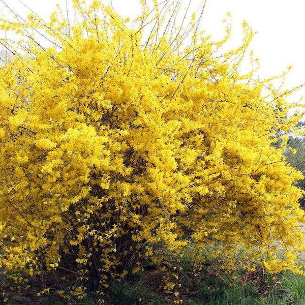 Weeping Forsythia Seeds, Bonsai, Forsythia Suspensa, Yellow Flowering Trees FO0120R