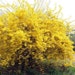see more listings in the Tree/Bonsai Seeds section