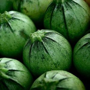 Organic Round Zucchini Seeds, Curcubita Pepo CB03