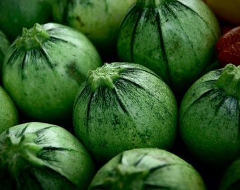 Bulk Organic Round Zucchini Seeds, Curcubita Pepo CB0350