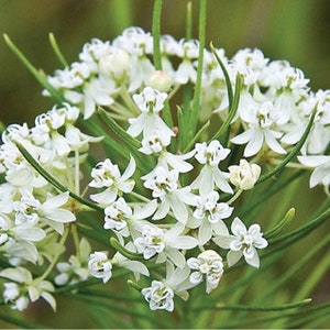 Whorled Milkweed Seeds, Asclepias Verticillata, White, United States Native MW0720