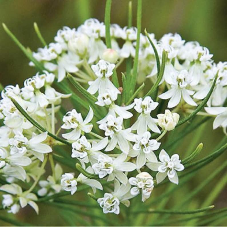 May include: A cluster of white flowers with five petals each, blooming on a green stem with long, thin leaves.