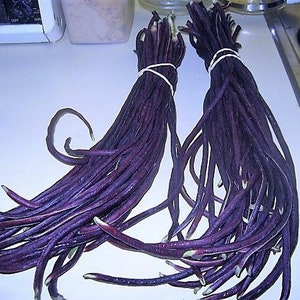 Purple Yard Long Beans, Mart Tsu In, Vigna unguiculata, Asparagus Bean VI0420