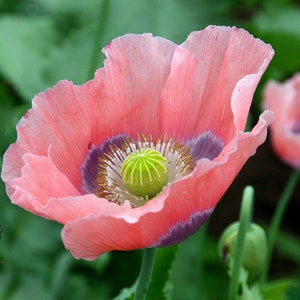 1000 Poppy " THE GIANT "  Giganteum Pink & Purple Flower Seeds PS271MR