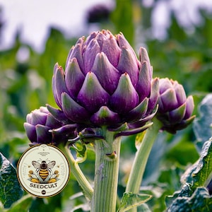 May include: Close-up of vibrant purple artichokes with green tips, set against a blurred green background. The image features a Seedcult logo with a bee and the text "HAND-SELECTED HEIRLOOM SEEDS".