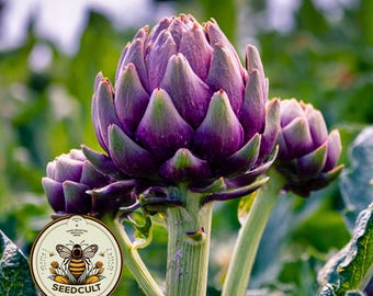 Purple Romagna Artichoke Seeds, Food Forest, Perennial Vegetables, Cynara Scolymus, CY5125