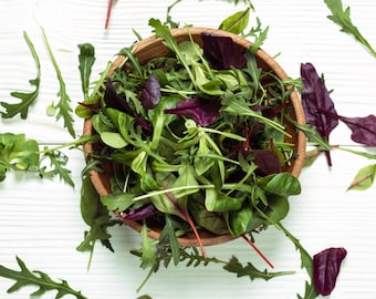 Bulk 500 Mesclun Mix Seeds, Heirloom Arugula, Endive, Frisee and Oak Leaf ML015C