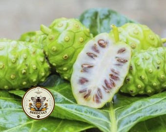 NEW! Noni Seeds, Indian Mulberry, Morinda Citrifolia, MR8020