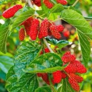 Red Mulberry Seeds, Morus Rubra, American Mulberry MO8115