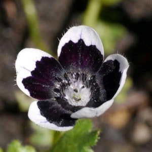 Penny Black Nemophila Seeds, Gothic Garden, Nemophila Discoidalis ...