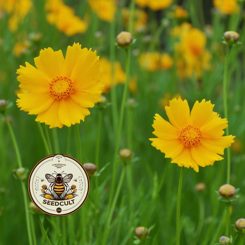 NEW! Lance Leaved Coreopsis Seeds, Southeastern US Native, Florida ...
