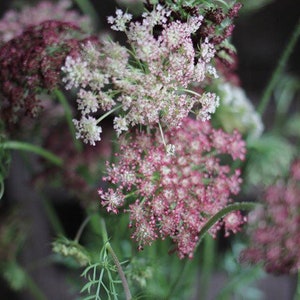 May include: Close-up of a bouquet of Queen Anne's Lace flowers. The flowers are in various stages of bloom, with some fully open and others still in bud. The colors range from white to deep burgundy, with green stems and leaves.