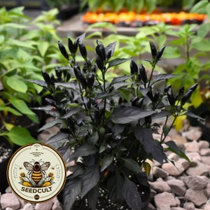 Royal Black Pepper Seeds, Edible Ornamental, Capsicum Annuum CH1810
