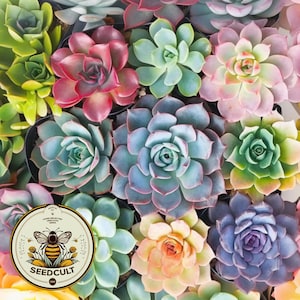 May include: A collection of various succulent plants in shades of green, pink, red, purple, and yellow, arranged in a cluster. A circular logo featuring a bee illustration and the text SEEDCULT is positioned over the lower left corner.