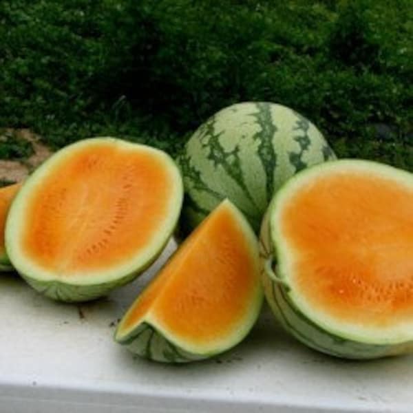 Organic Tendersweet Orange Watermelon Seeds CI4120