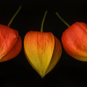 Chinese Lantern seeds, Physalis alkekengi, Red, Orange, Yellow, Green, Strawberry Ground Cherry PH0125R image 3