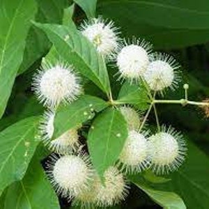 May include: Close-up of a cluster of white, spiky, round flowers on a green leafy branch.