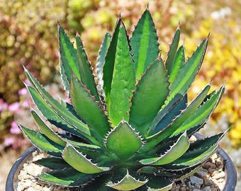 NEW! 10 Agave Lopantha Seeds, Thorn Crested Agave, Great Plains Agave, AG6110