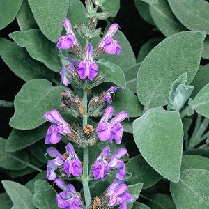 Organic Sage Seeds, Salvia Officinalis, Common, Culinary Herb Sage SA0530 image 1