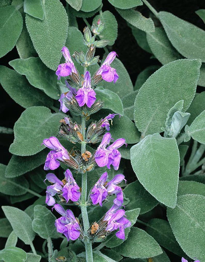 Organic Sage Seeds, Salvia Officinalis, Common, Culinary Herb Sage SA0530 image 1