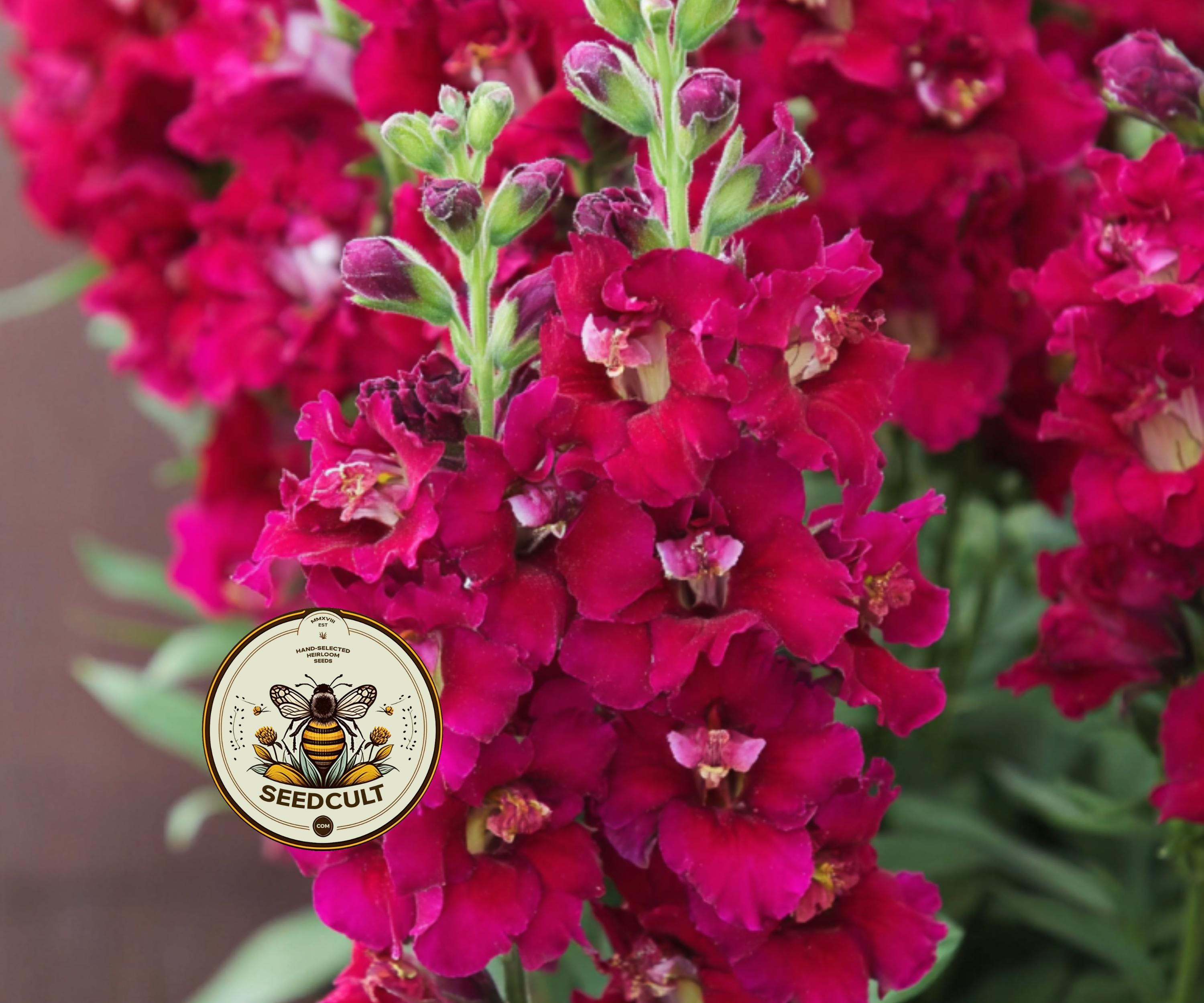 Twinny Violet Snapdragon Seeds, Double Flowering, Butterfly
