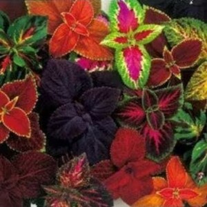 May include: A collection of coleus plants featuring a vibrant array of foliage in shades of deep purple, bright orange, lime green, magenta, and dark red. The leaves display intricate patterns with serrated edges and distinct color variations.