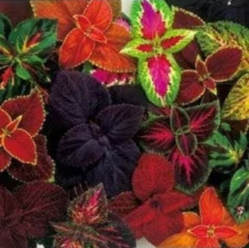 May include: A collection of coleus plants featuring a vibrant array of foliage in shades of deep purple, bright orange, lime green, magenta, and dark red. The leaves display intricate patterns with serrated edges and distinct color variations.