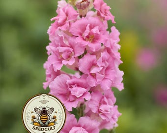 NEW! Doubleshot Hot Pink Snapdragon Seeds, Double Flowering, Butterfly Antirrhinum Majus AN6825