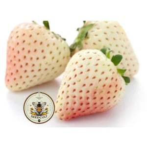 May include: Three white strawberries with a pink blush, arranged on a white surface. The strawberries have a textured surface and are a light cream color. A small round sticker with a bee and the text "SEED CULT" is in the lower left corner of the image.