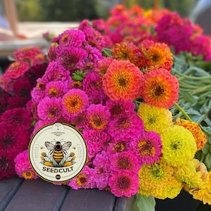 Semillas de zinnia GLOWSTICK, exclusivas de SeedCult, colores neón fluorescentes, ZE5325 imagen 3