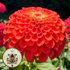 Graines de zinnia orange géant Benarys, plus gros zinnias géants, Zinnia elegans ZE2125
