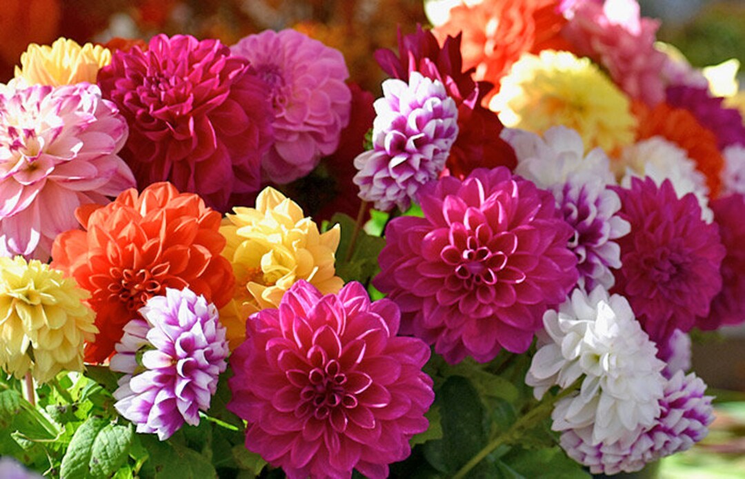 Double Showpiece Dahlia Seeds, Dahlia Variabilis DH0420 Etsy