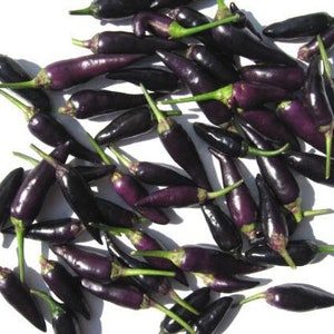 May include: A close-up of a pile of purple chili peppers. The peppers are small and thin, with a pointed tip. They are all arranged in a random pattern.