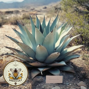 Agave Parryi var Cousei seeds, 10 Seeds, Cold Hardy Arizona Native Plant, Coues Agave, AG6010