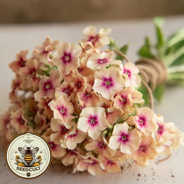 Cherry Caramel Phlox Seeds, Phlox drummondii PH5350