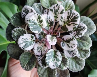 Variegated African Violet Seeds, Indoor House Plant, Saintpaulia Ionantha, Purple, Pink and White SI0310