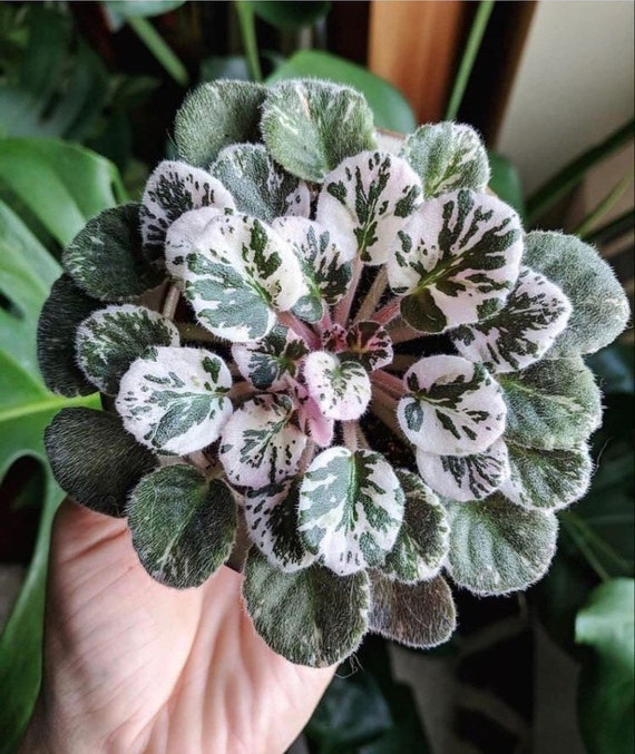 10 Variegated African Violet Seeds, Indoor House Plant, Saintpaulia  Ionantha, Purple, Pink and White SI0310 