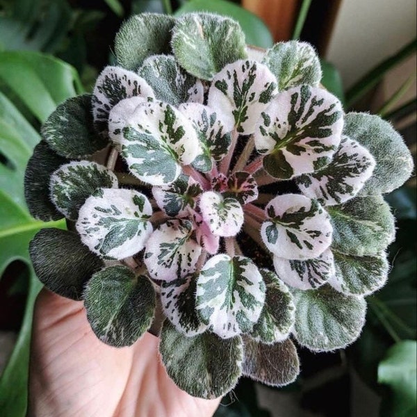 Variegated African Violet Seeds, Indoor House Plant, Saintpaulia Ionantha, Purple, Pink and White SI0310