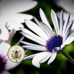 NEW! White Cape Daisy Seeds, African Daisy, Osteospermum Ecklonis OS0150