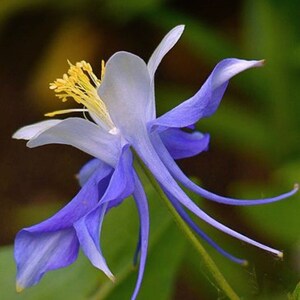 May include: A delicate blue and white flower with long, slender petals. The flower has a yellow center and is in full bloom.