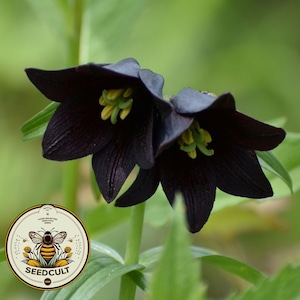 Chocolate Lily Seeds, Frittilaria Camschatcensis FR3010