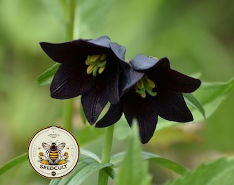 Chocolate Lily Seeds, Frittilaria Camschatcensis FR3010