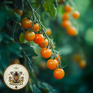 May include: Close-up of a vine with clusters of ripe orange tomatoes. The tomatoes are growing on a green vine with green leaves. A logo for Seedcult is visible in the lower left corner of the image.