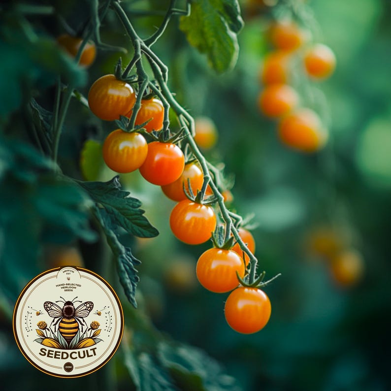 May include: Close-up of a vine with clusters of ripe orange tomatoes. The tomatoes are growing on a green vine with green leaves. A logo for Seedcult is visible in the lower left corner of the image.