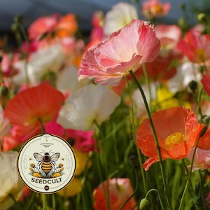 May include: A field of blooming poppies in shades of pink, white, and orange with green stems and buds. A circular logo is overlaid in the bottom left corner featuring a bee illustration and the text SEEDCULT.COM with hand-selected heirloom seeds.