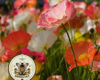 NEW! Iceland Poppy Seeds, Papaver Nudicaule, Red, Orange, Pink, Rose, Yellow, White, Bi-color, Perennial/Annual, Fall Planting PN802CR