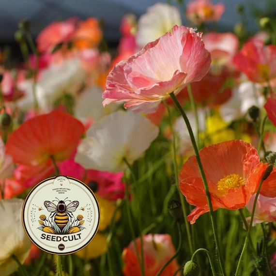 NEW! Iceland Poppy Seeds, Papaver Nudicaule, Red, Orange, Pink, Rose, Yellow, White, Bi-color, Perennial/Annual, Fall Planting PN802CR